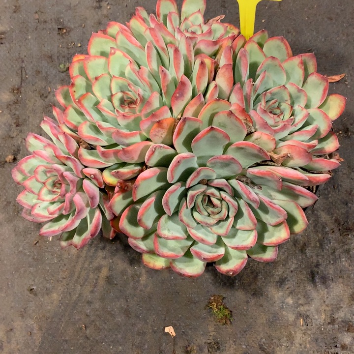 傲**蝉2648荷花多肉植物