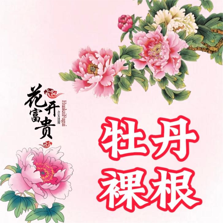 【裸根洛阳红】洛阳牡丹秋季裸根 先发肥料 秋季发苗