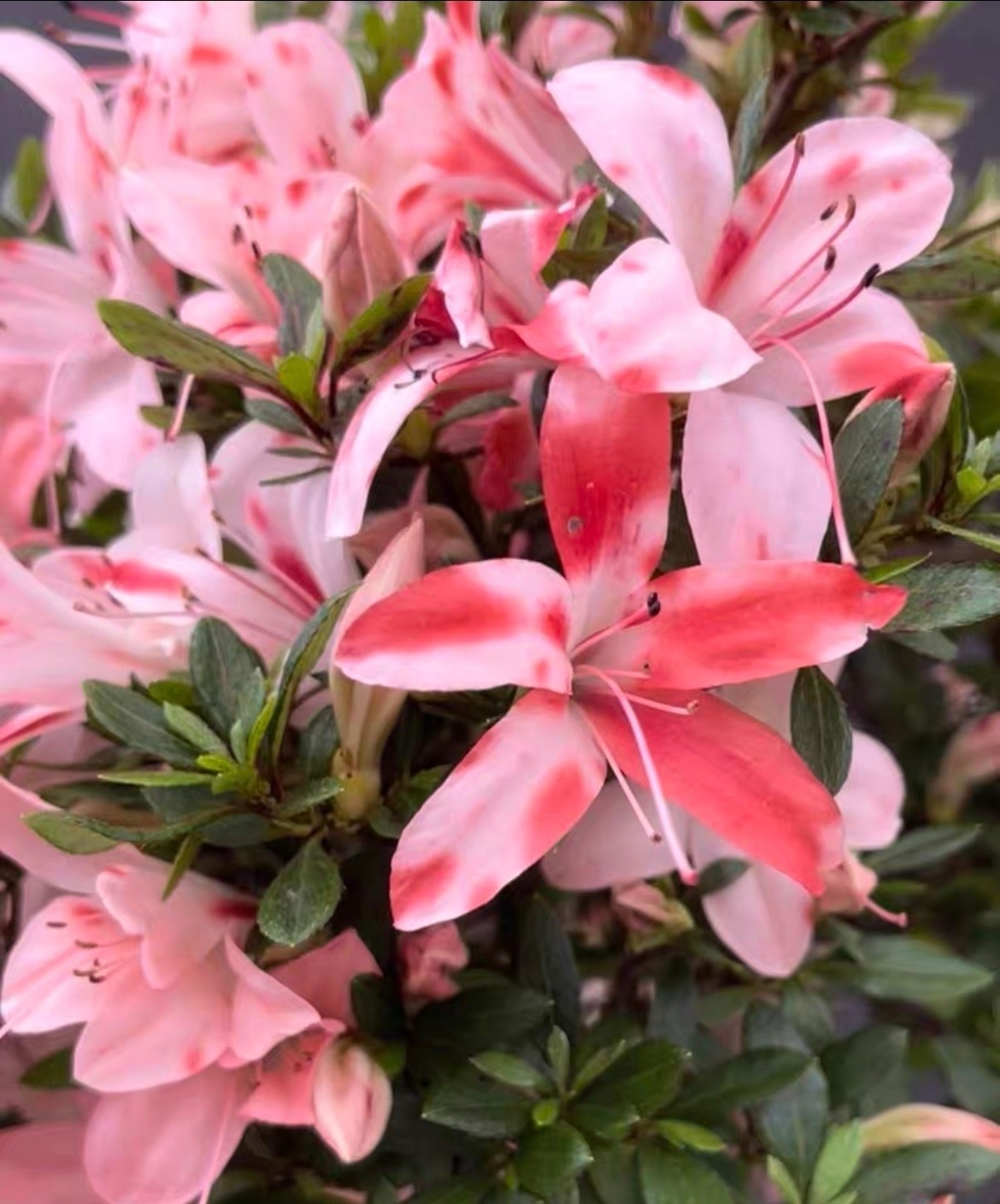 精品矮霸皋月杜鹃花红云