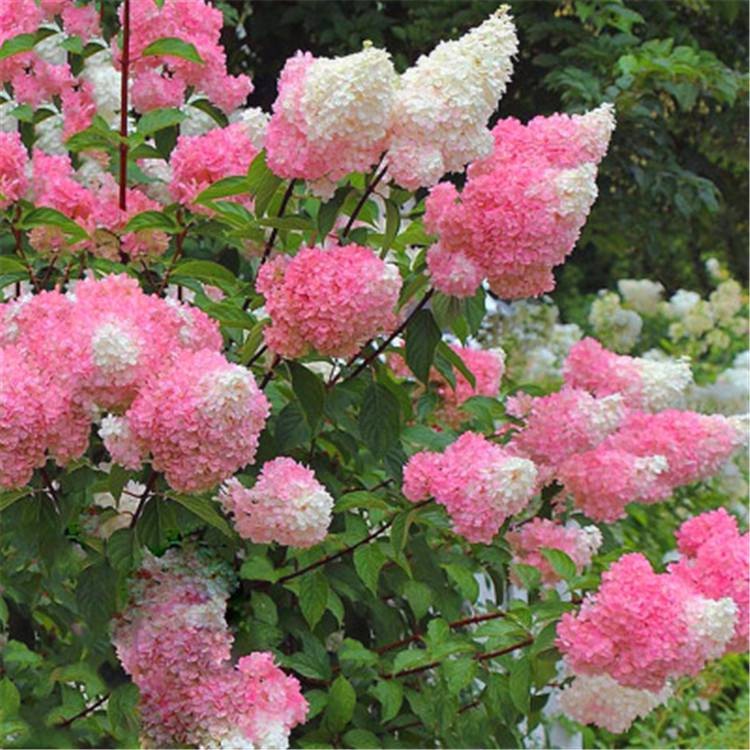 圆锥木绣球石灰灯 香草草莓 庭院花卉室外耐晒耐寒花园植物多年生