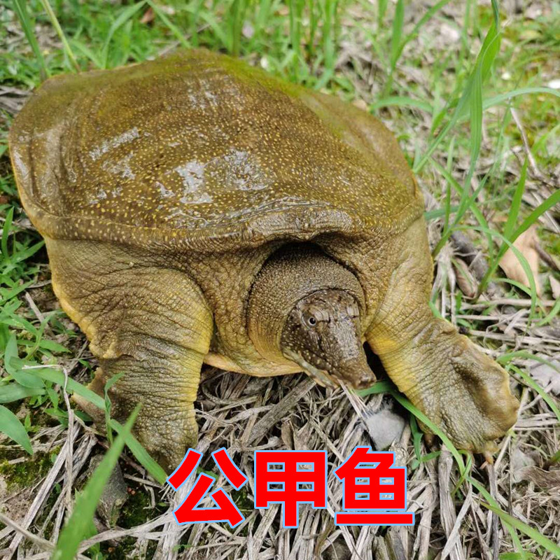 【公甲鱼】外塘放养甲鱼鲜活老鳖水鱼团鱼活体甲鱼新鲜包邮包活到家