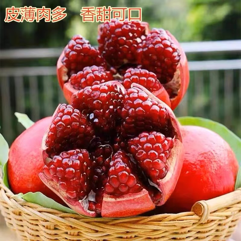 石榴树南方北方种植 盆栽地种