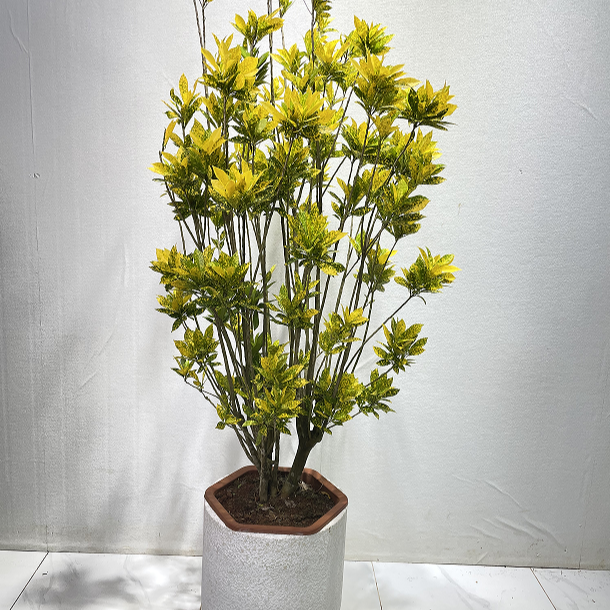 洒金榕百合竹黄金万两南天竹大型绿植盆栽高端大气变黄金榕绿植