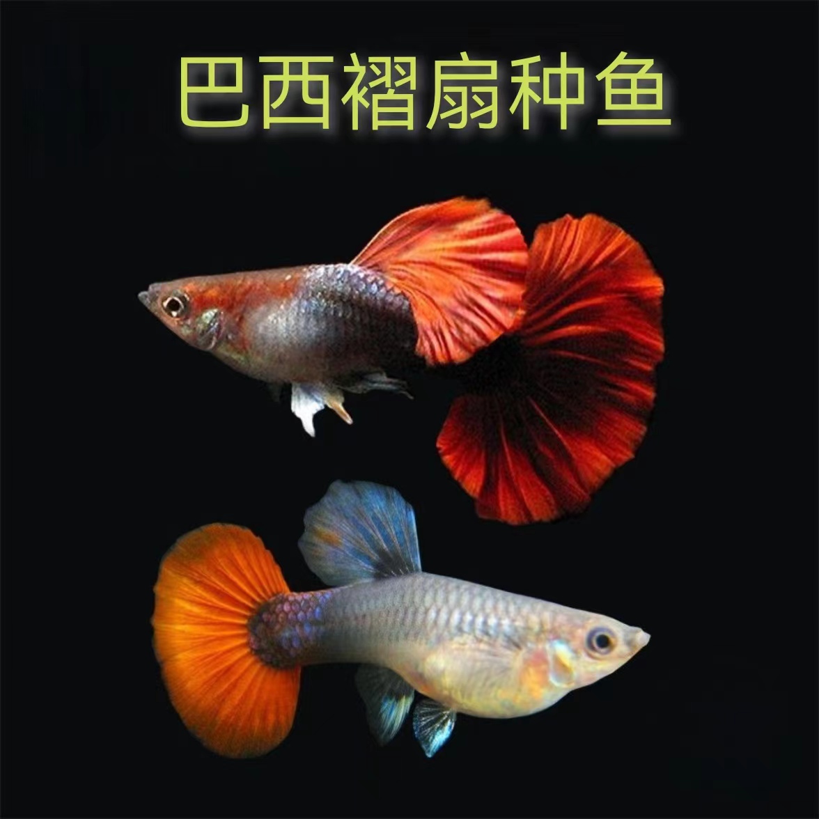 精品纯种巴西褶扇种鱼好养套餐（入缸后不包损红头鱼观赏鱼小型