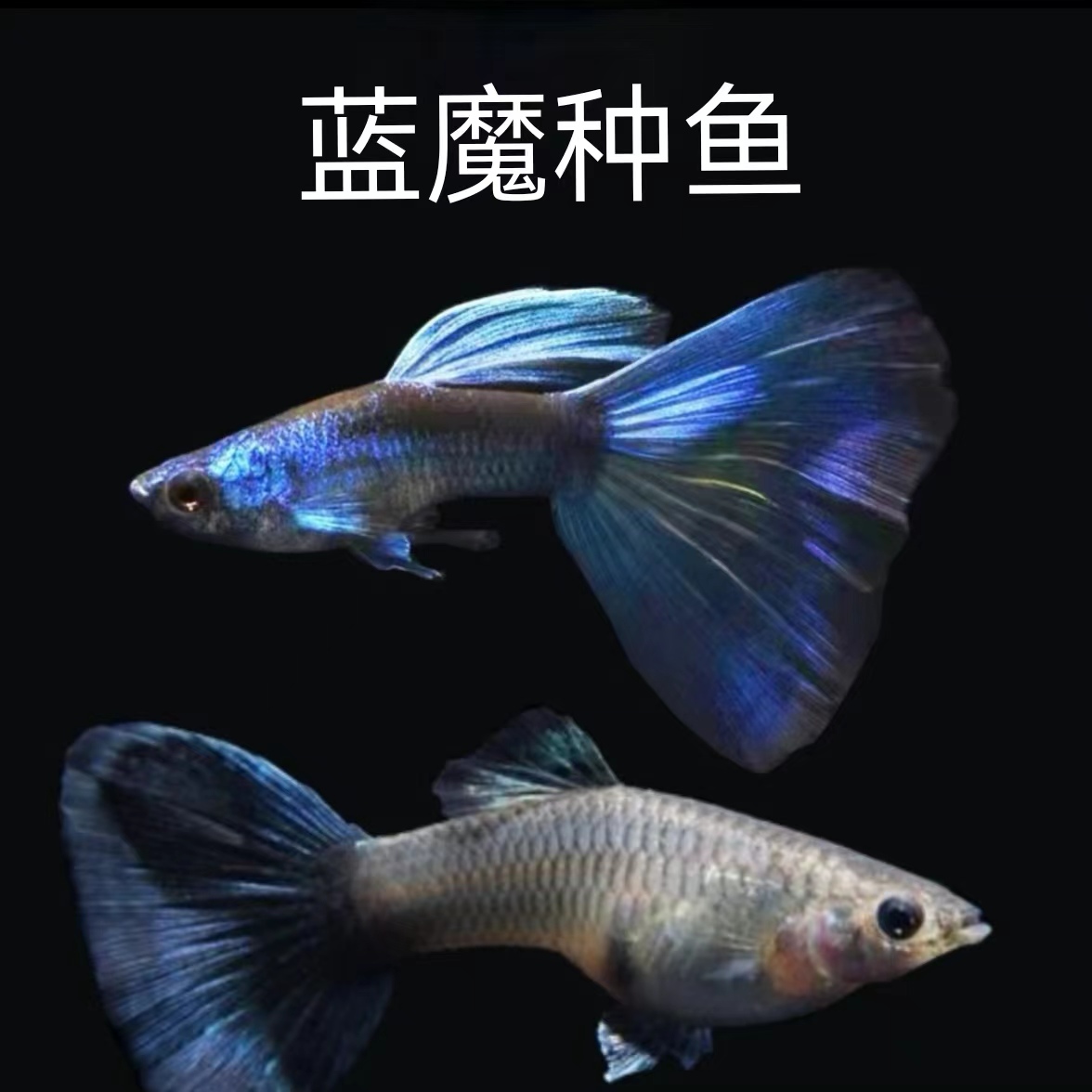 深海蓝魔种鱼精品孔雀鱼套餐（入缸后不包损）
