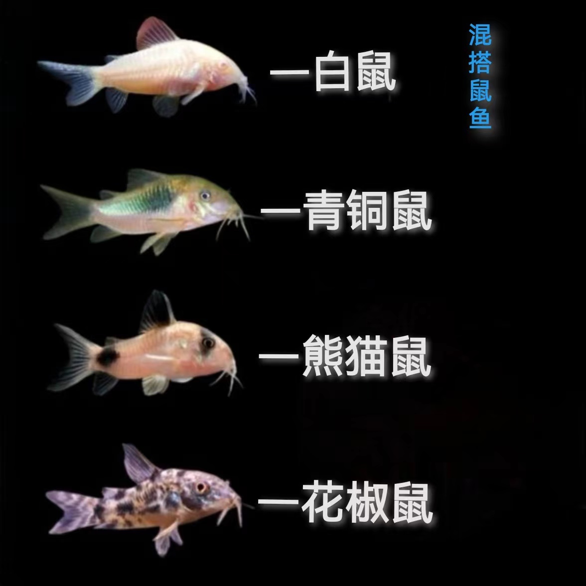 养鱼必备 鱼缸工具鱼 小型热带清洁鼠鱼 清缸小能手