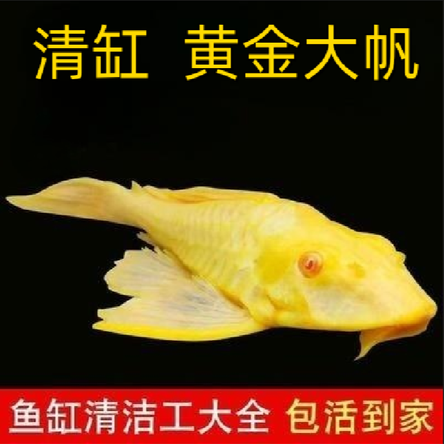 清缸黄金大帆（入缸后不包损）