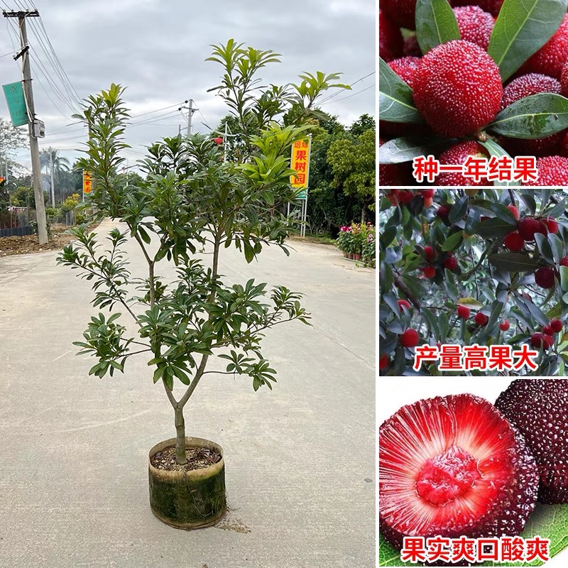 【正宗四年仙居杨梅苗】东魁杨梅苖特大杨梅苖南北方种植盆栽果树苖