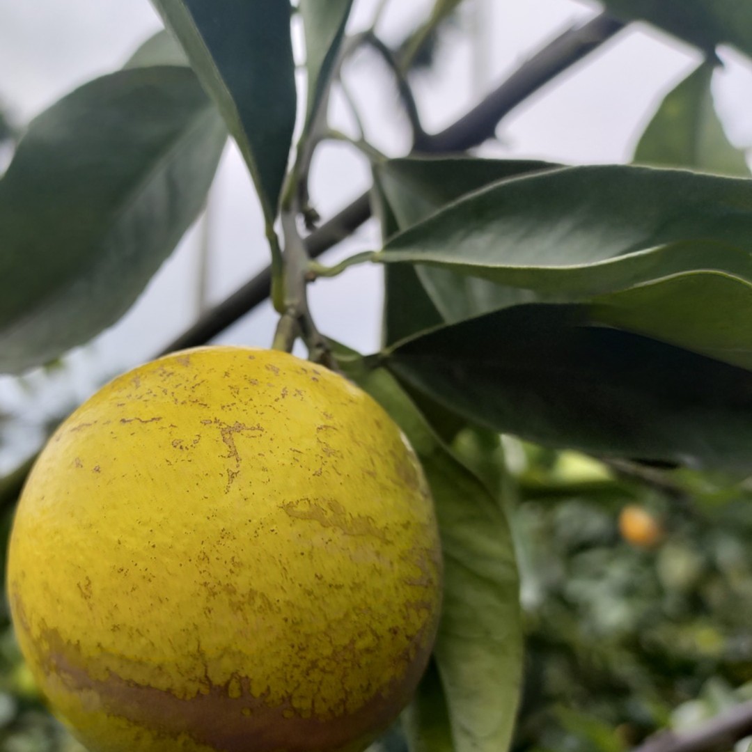 白芯10斤正宗琼中绿橙现摘皮薄采摘种植装箱果皮家庭自然