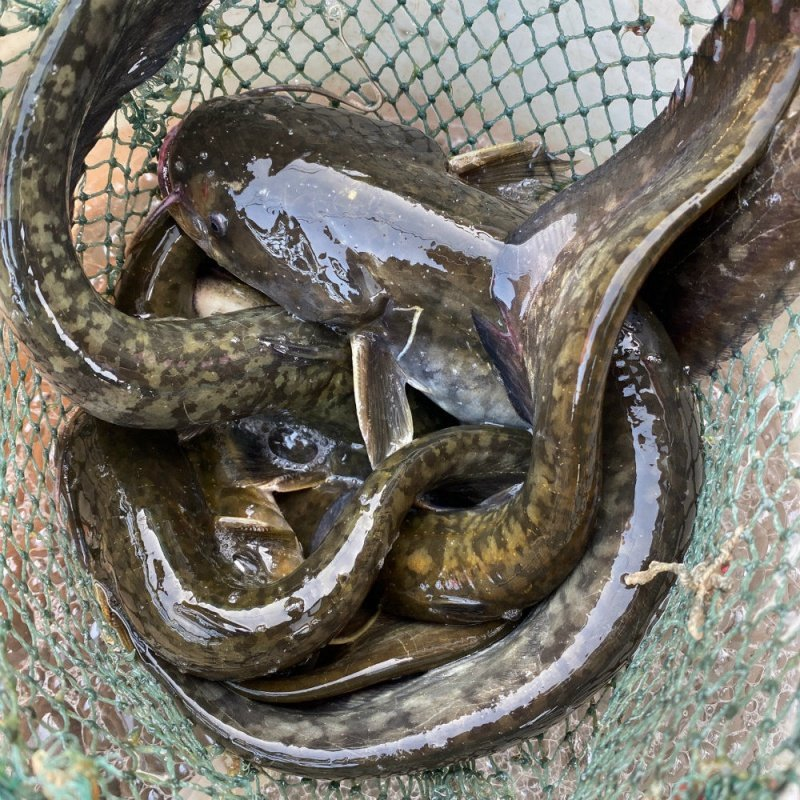 新鲜现捞四川土鲶 每条10-30g  沟鲶渔场直发