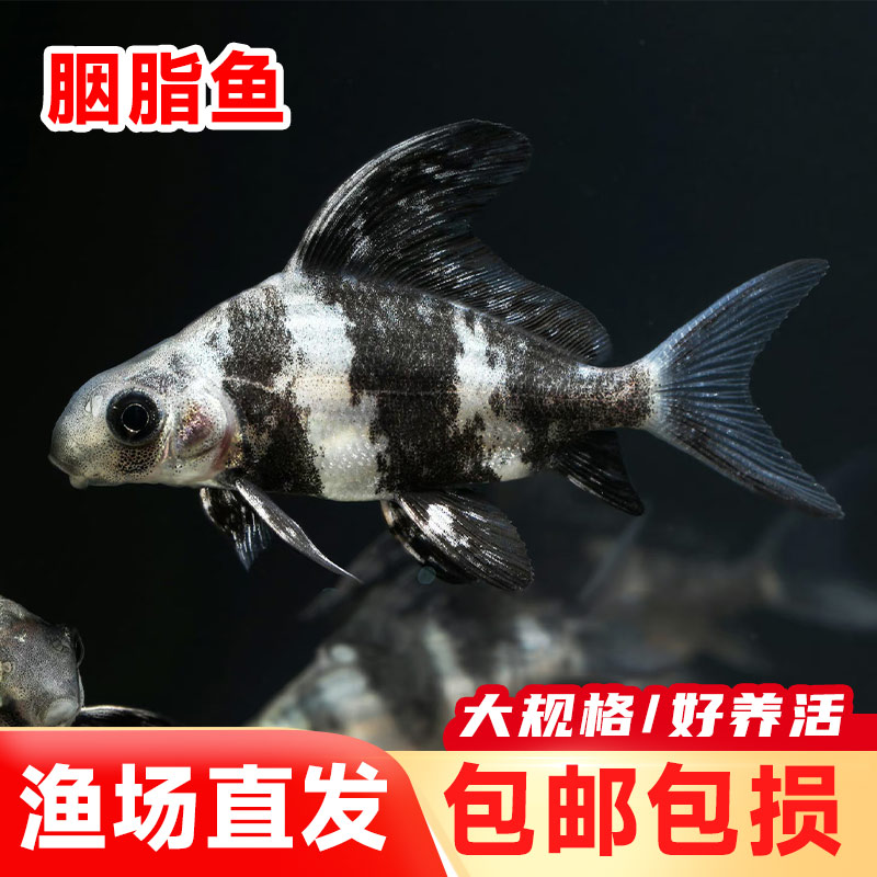 新鲜渔场直发现捞四川一帆风顺  每条1-10g 生态养殖