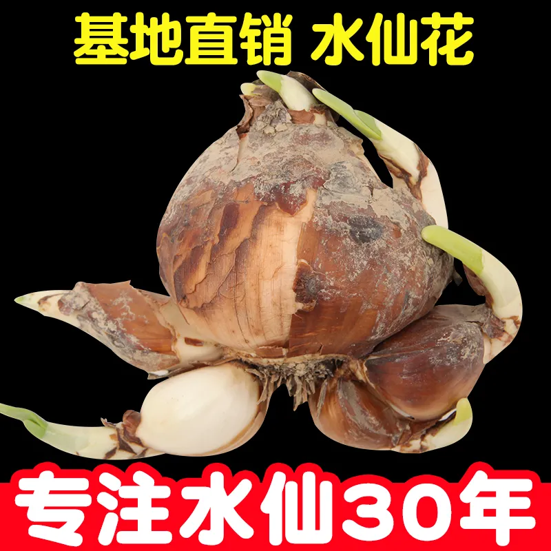 【精选 大球】漳州水仙花特大种球花王水培土培盆栽冬天耐寒室内外