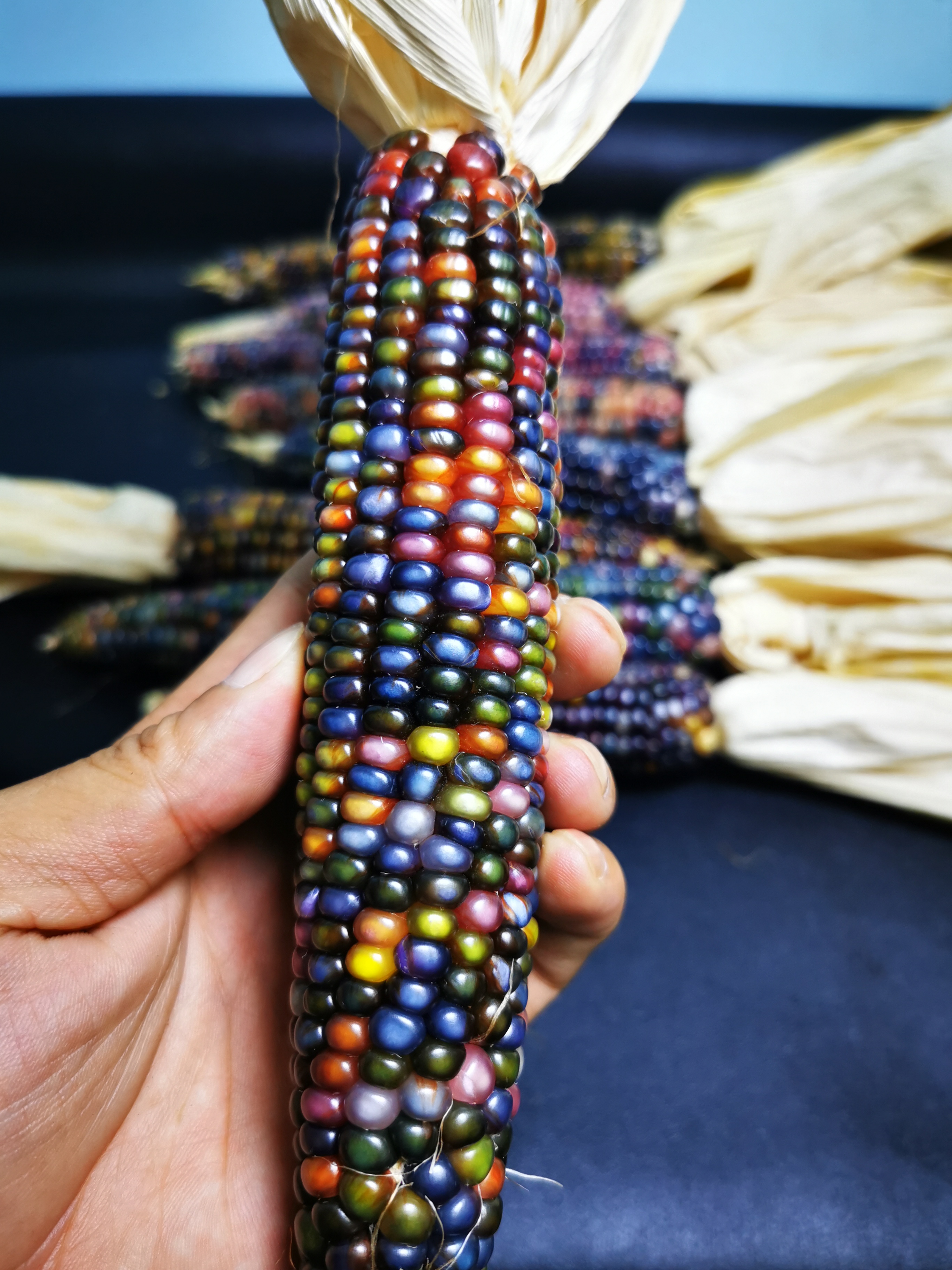 文玩玉米，摆件手盘件挂件，毛料一物一拍