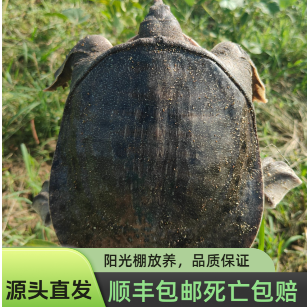 【达人专属】3只甲鱼到手总重6~7斤颜色随机公母随机水鱼团鱼中华鳖