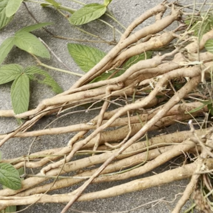 【绿野仙踪】小叶千斤拔 一条根 整根  广西纯野 