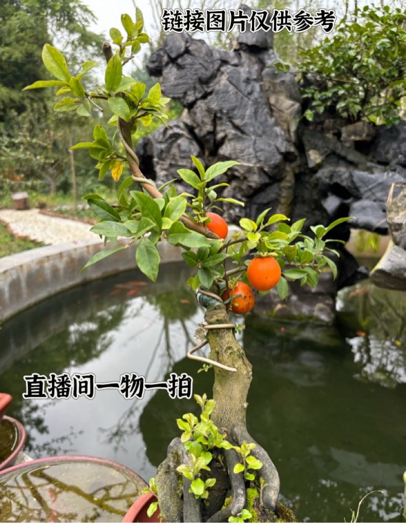 润和园艺 金弹子 直播间一物一拍专用链接 （请勿随意下单）