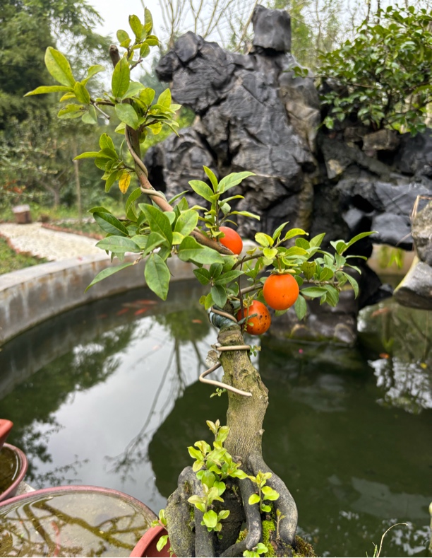 润和园艺 金弹子 直播间 一物一拍 链接（请勿随意下单）