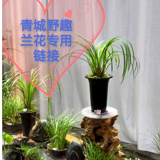 青城野趣兰花专用链接