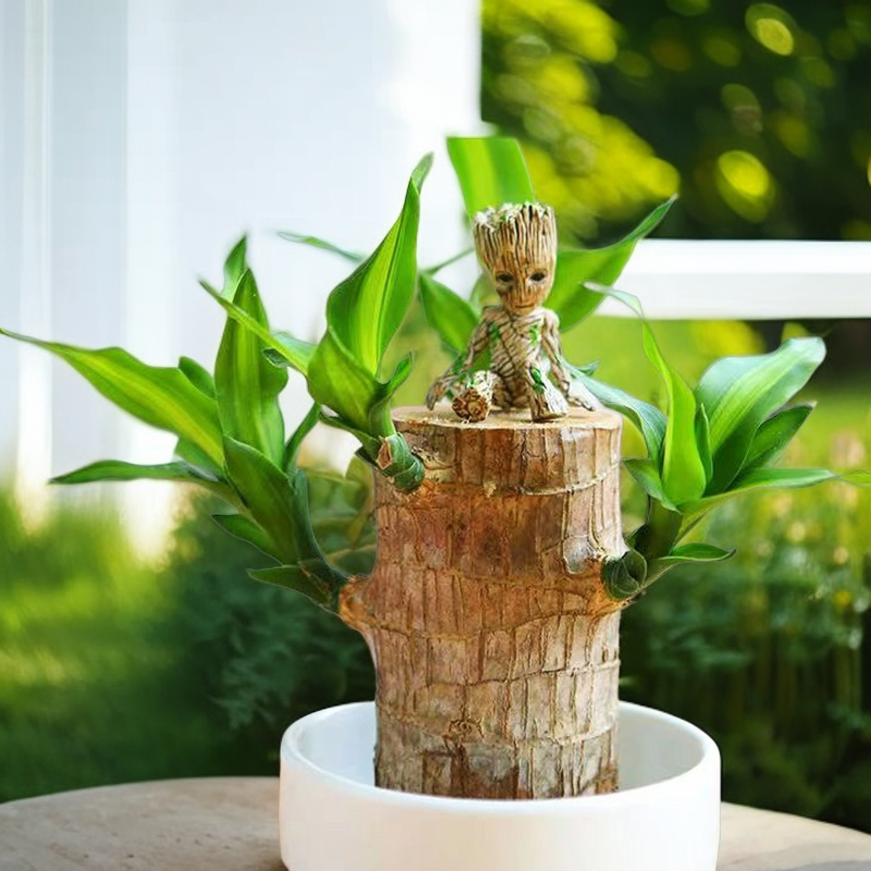 礼品观叶巴西木水培植物幸运木桌面绿植盆栽水养办公桌面室内迷你