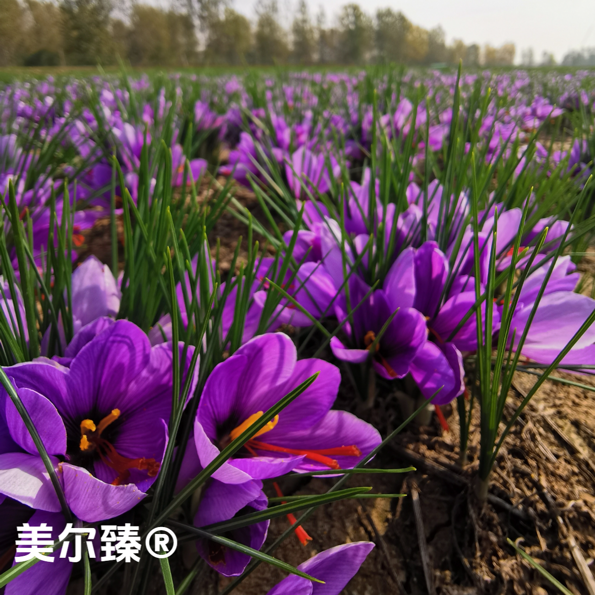 正宗当年开花【藏红花种球】多年生种植室内阳台庭院花卉植物耐寒