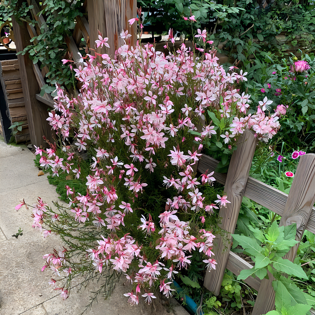 山桃草千鸟花白桃花白蝶花玉蝶花庭院盆栽阳台花种籽子多年生生长