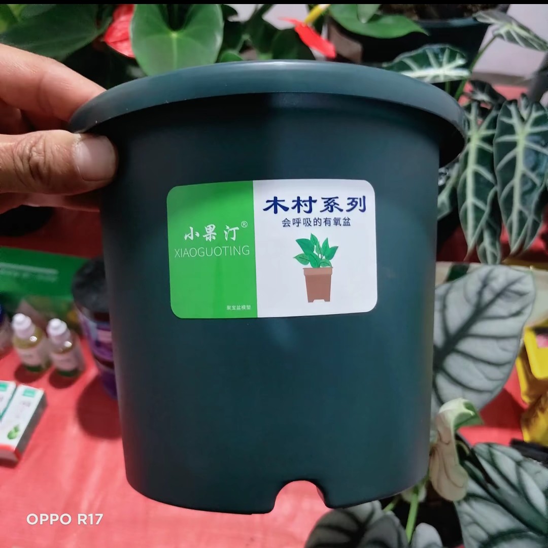 小果汀    一加仑花盆