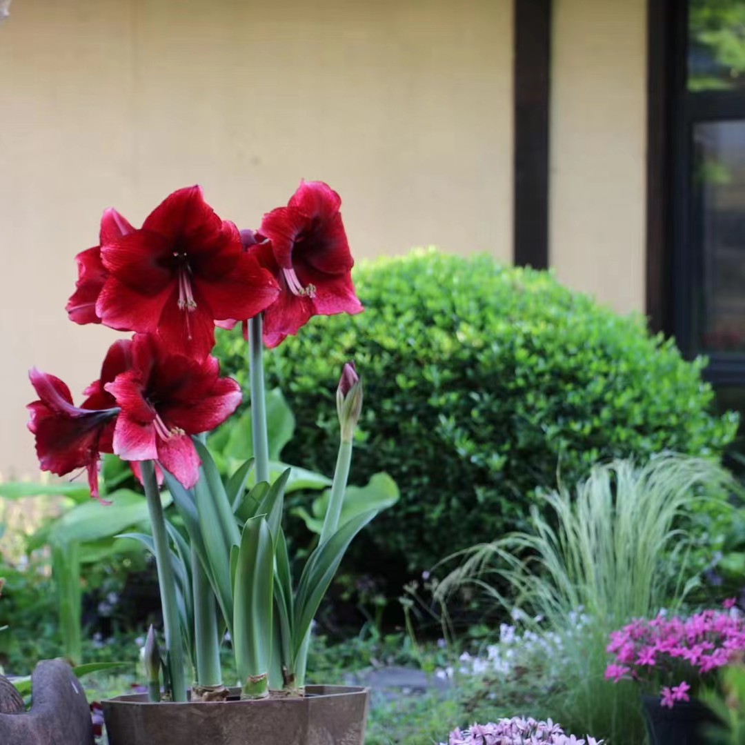 进口朱顶红开花球  达芙妮26/28 实际规格23/25