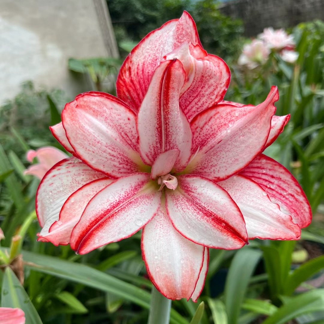 超级鬼魅  白鬼  白肋鬼魅        小苗6厘米