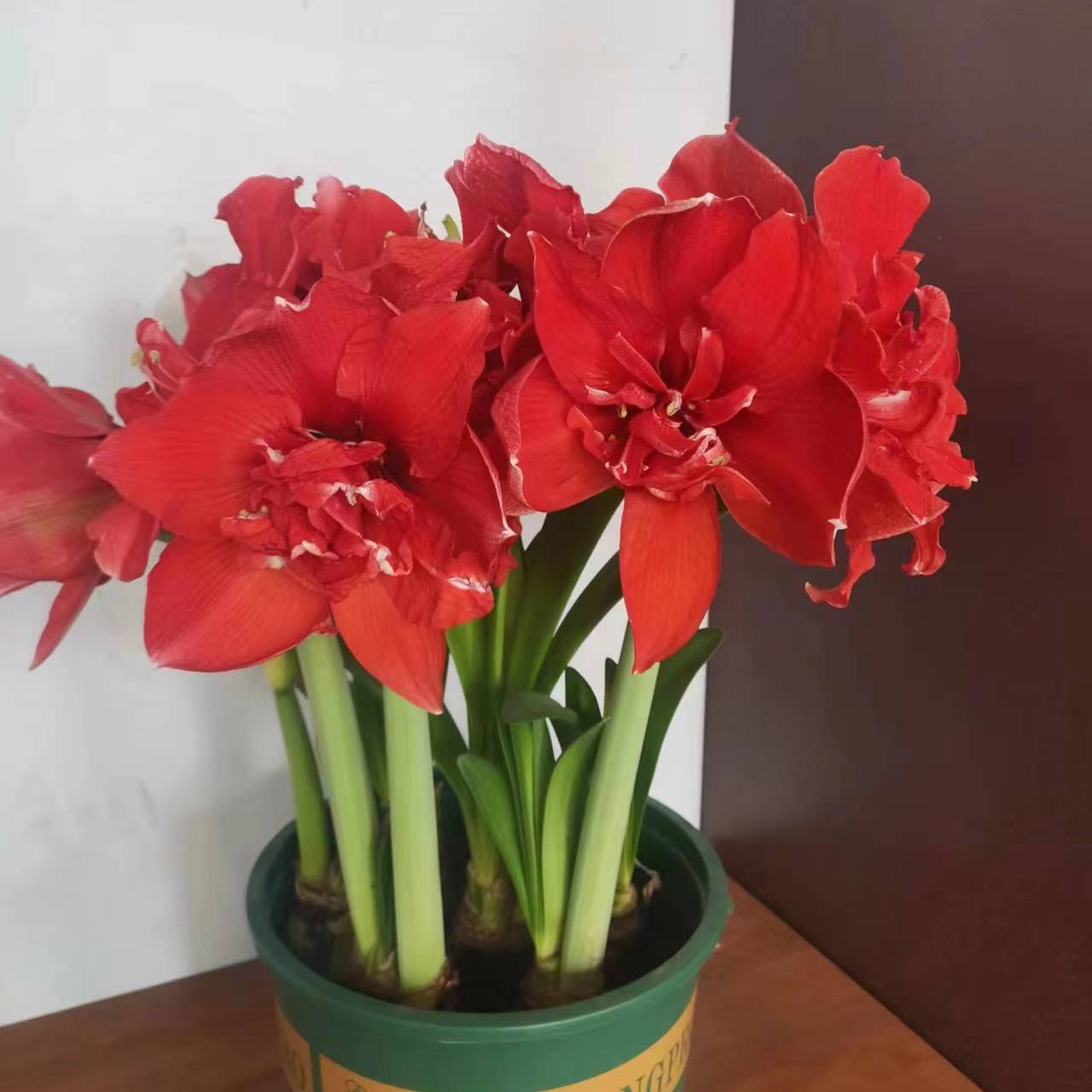 进口朱顶红品种    雷格泰姆  9+进口复壮球