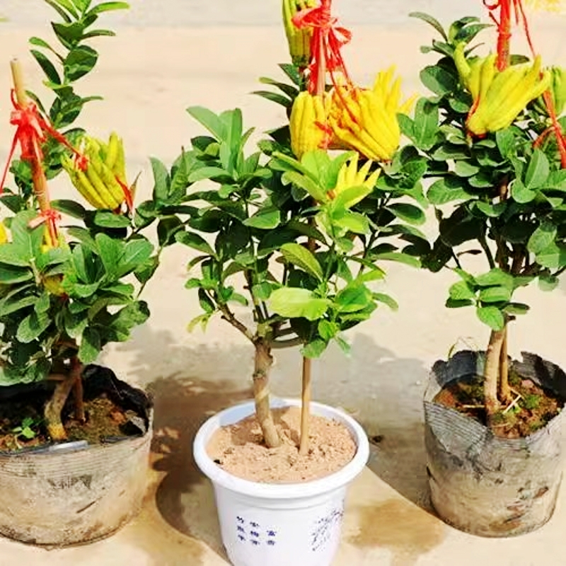 佛手树苗带果发货金华佛手柑盆栽阳台庭院植物可食用好养盆景绿植