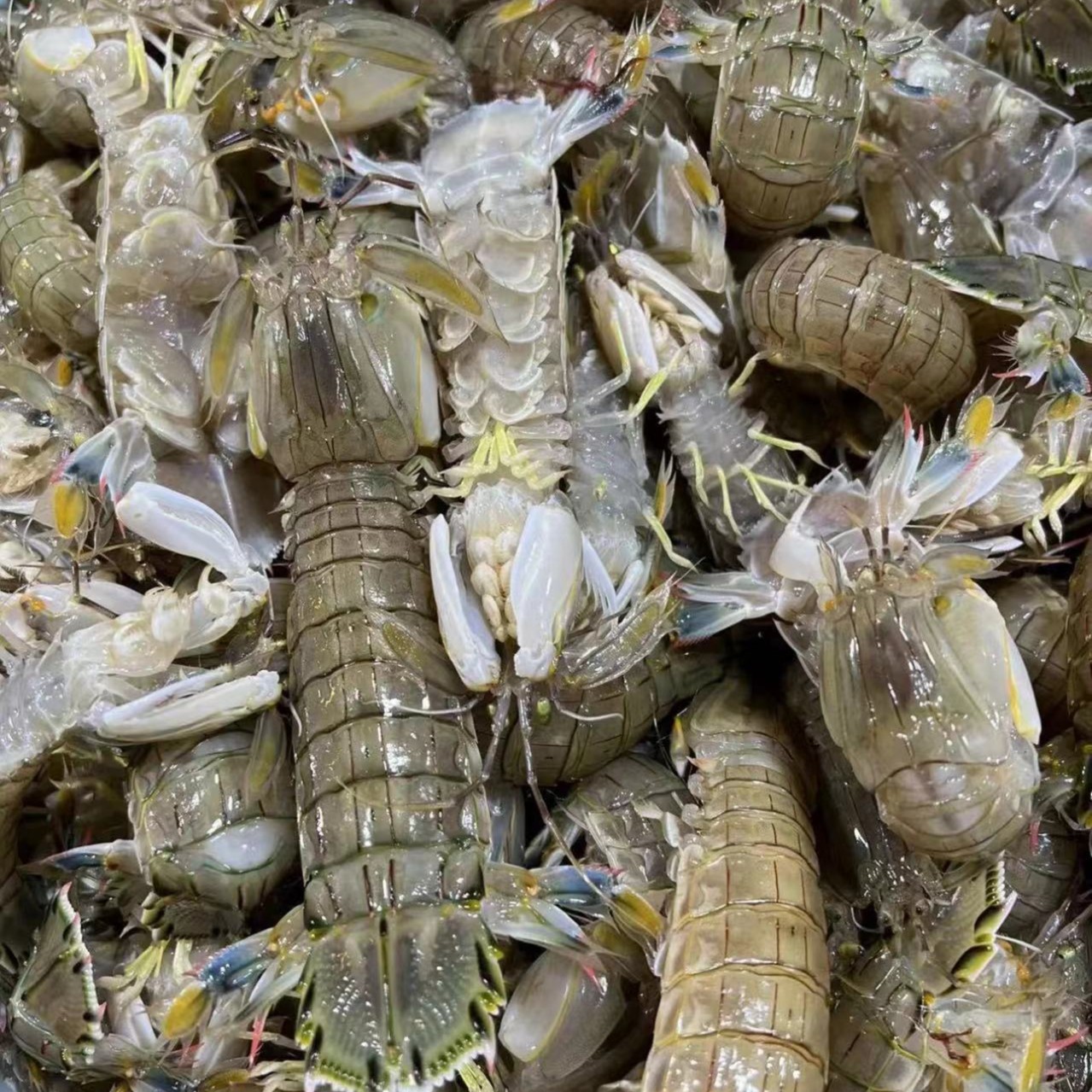 本地野生海捕皮皮虾 下船直发 顺丰包邮【保鲜 不保活】