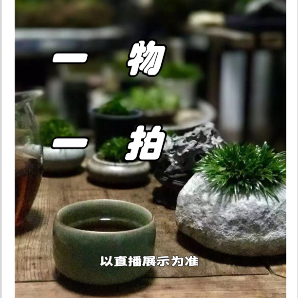 直播一物一拍链接 菖蒲文人草美观禅意精致小巧桌面绿 办公桌盆景