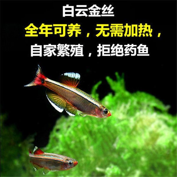 白云金丝 超好养的冷水鱼 淡水鱼 观赏鱼灯鱼 冬天不加热 能群游