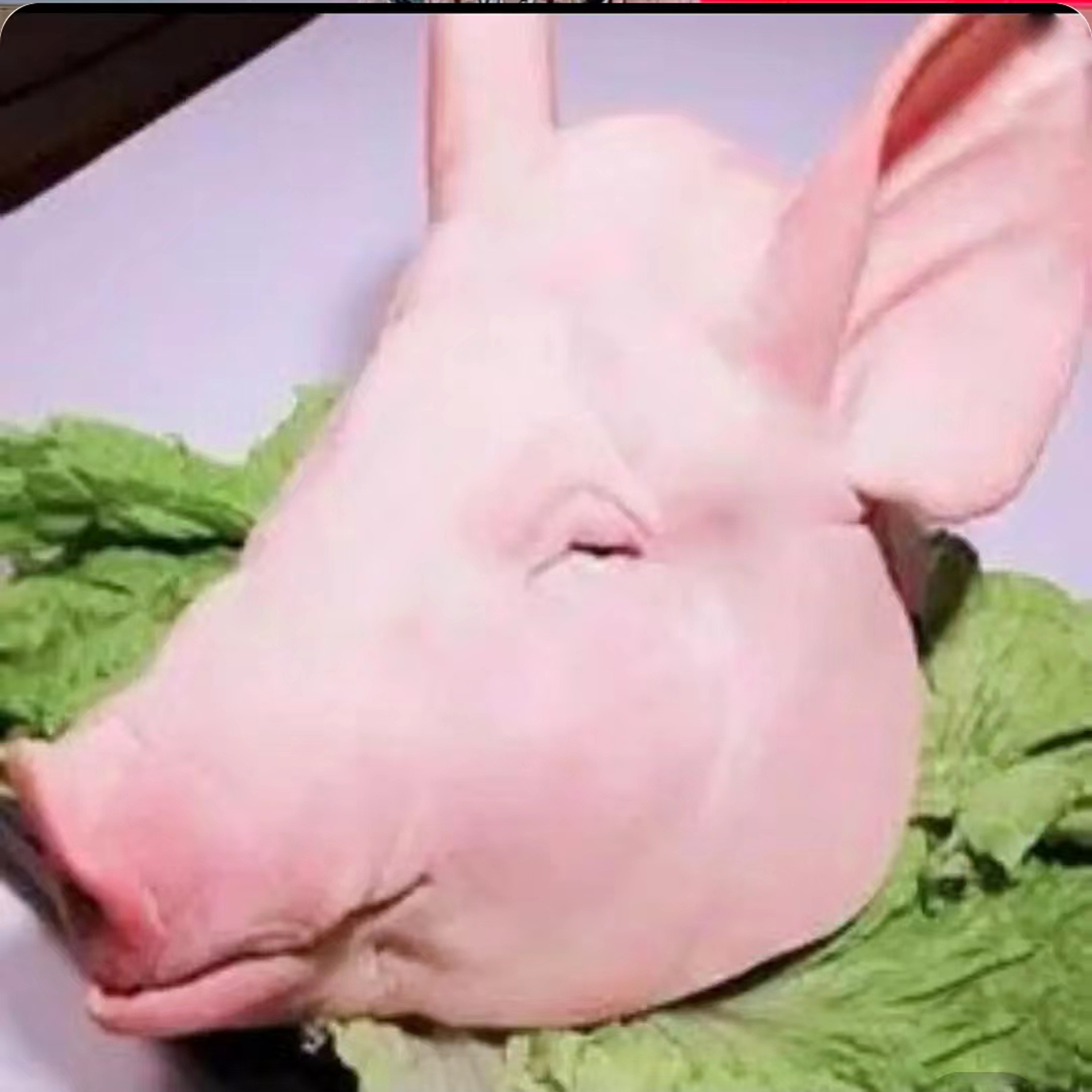 武川沟里纯粮食猪头