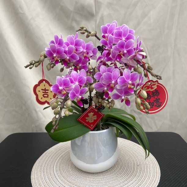 [好事成双] 蝴蝶兰艺术组盆 花艺师精选