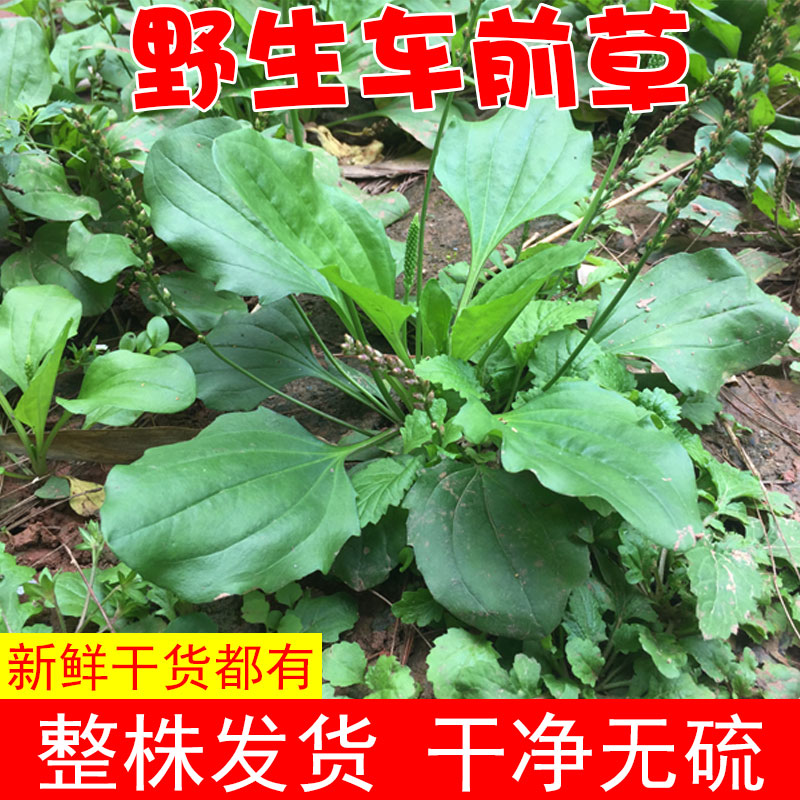新鲜车前草现挖车前子野生车轱辘菜车辙菜整颗牛舌菜牛甜菜野菜1g