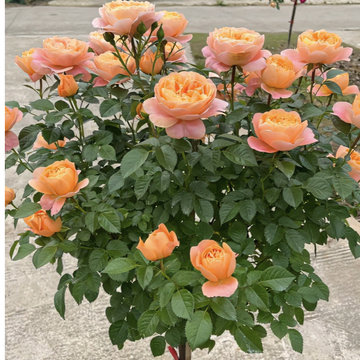 修剪不带花苞发货棒棒糖月季