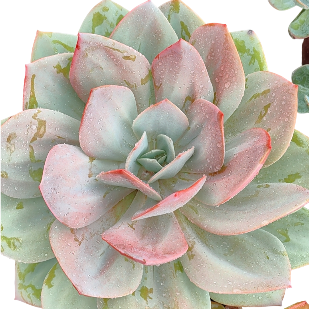 精品多肉    大单头血凤