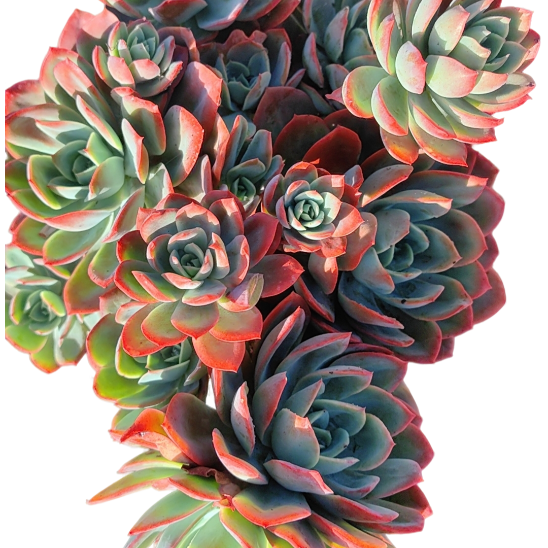 精品多肉  大绮罗