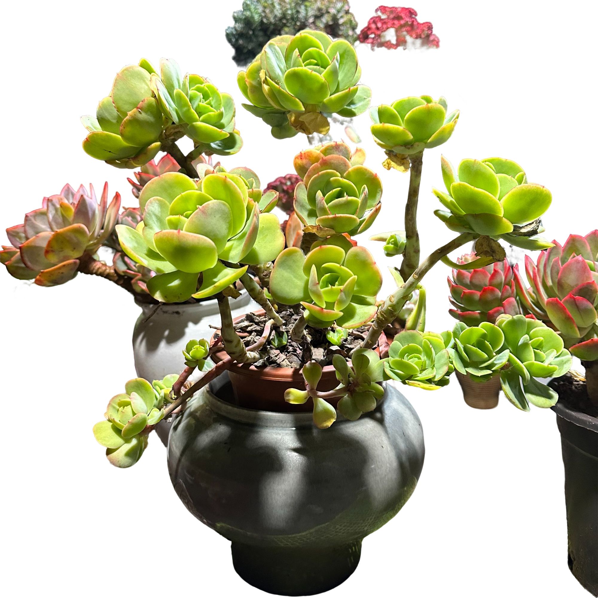 精品多肉  大碧桃