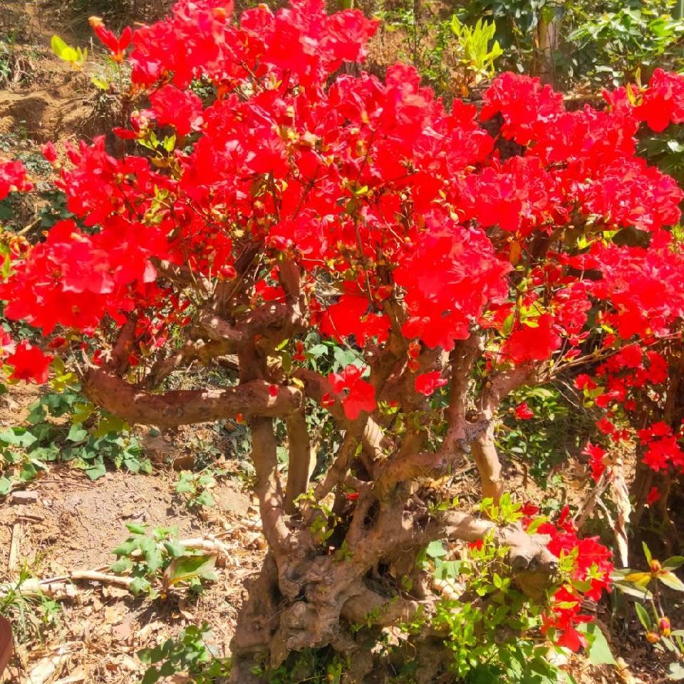 映山红  鸡血红老桩 盆景素材