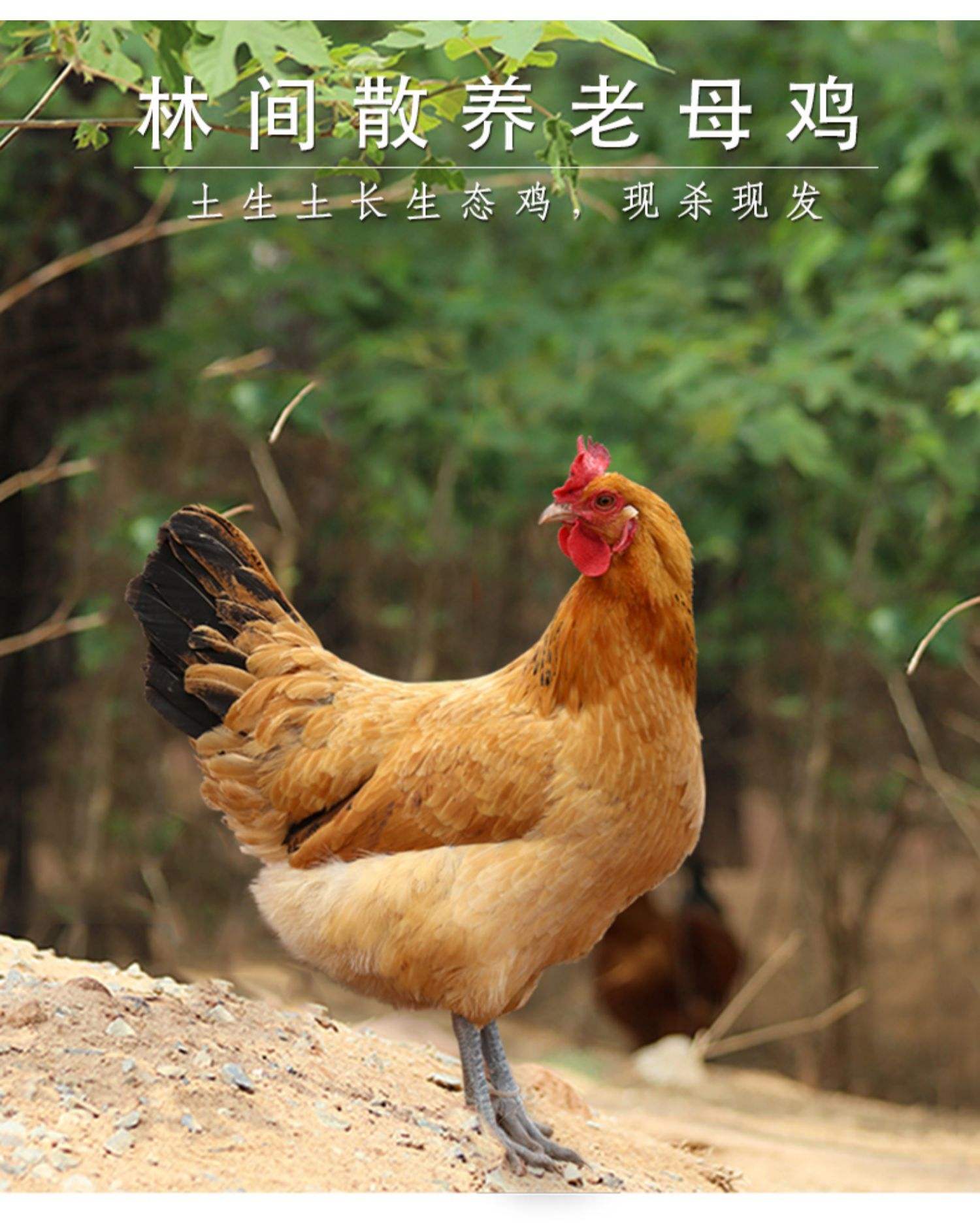 安徽大别山玖妹散养土鸡现抓现称