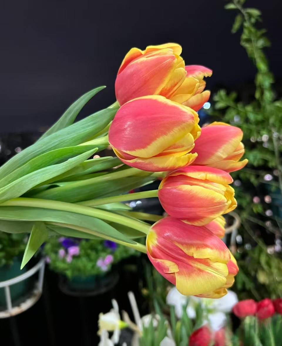 【源头一手价】方德狂欢郁金香一把    鲜切花 云南基地鲜花 
