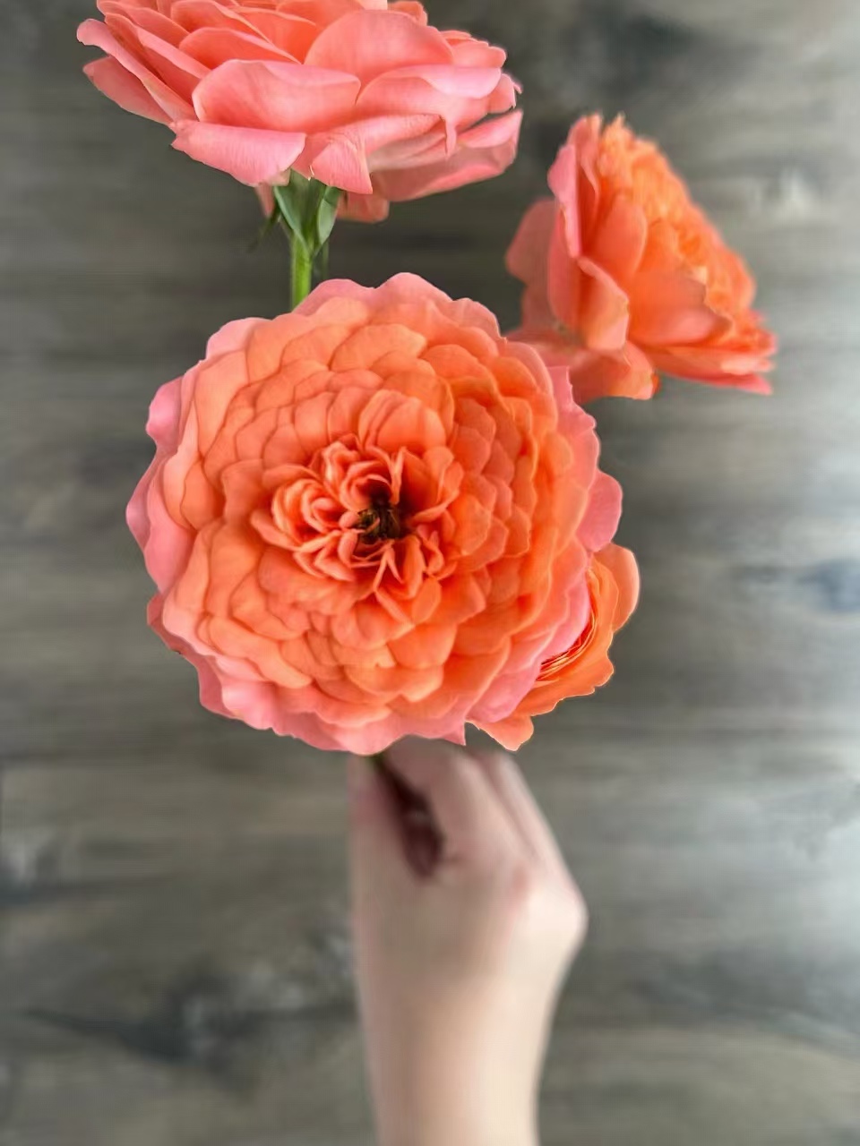 【买一送一】小头杏色果汁泡泡10支 多头玫瑰 云南鲜花   家养水养