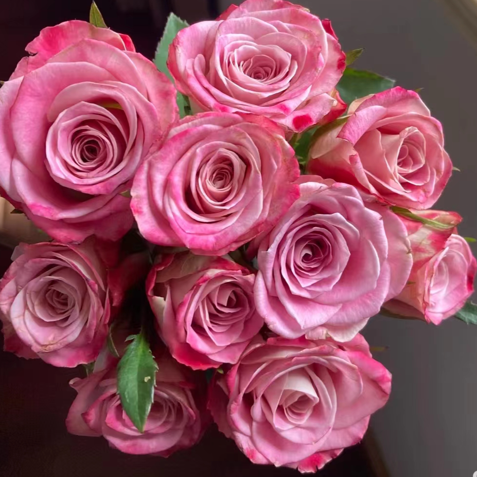 【买一送一】方德星荷经典玫瑰  无土栽培花期长云南基地鲜花直发  