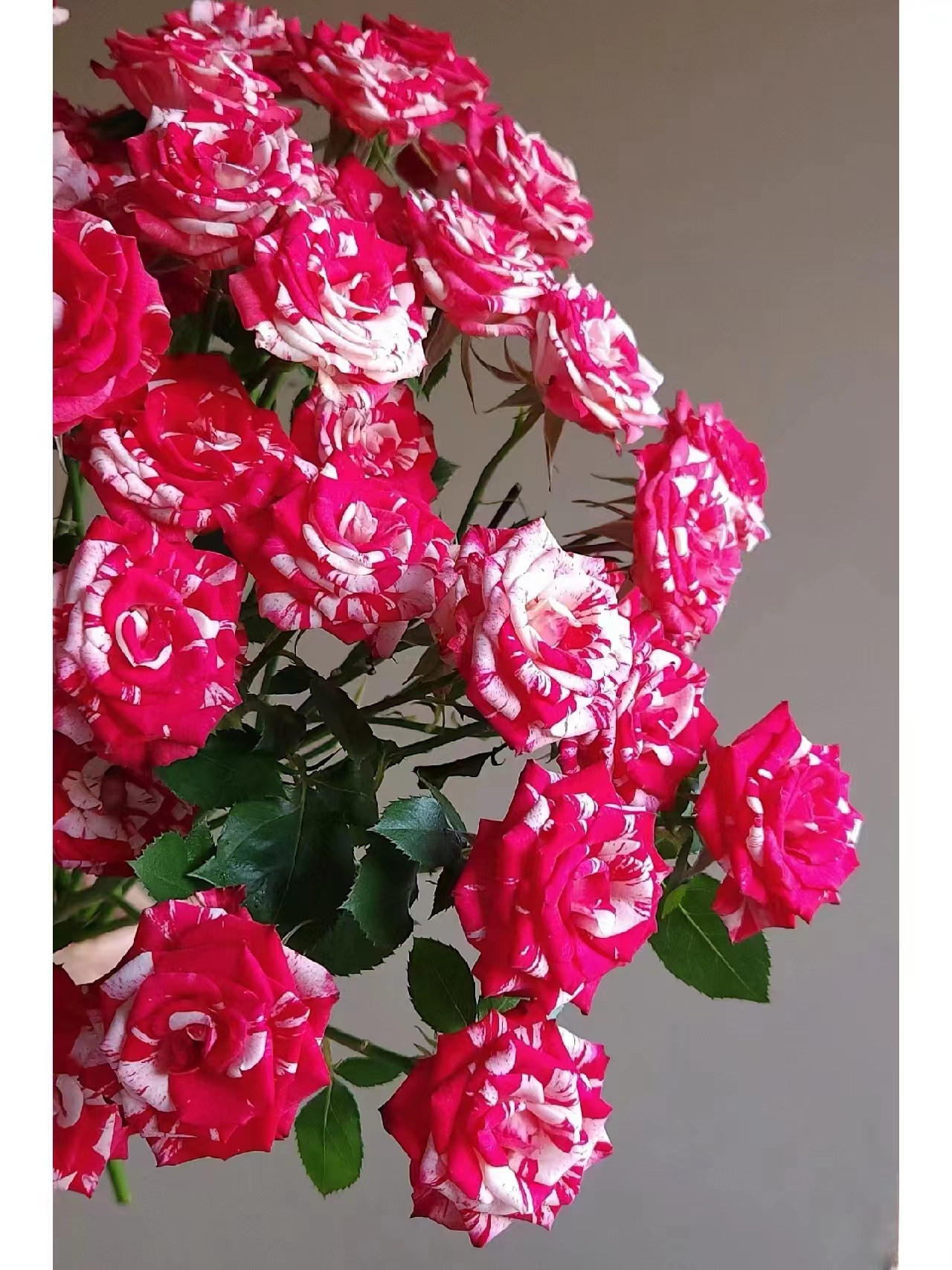 【买一送一】小头梦幻水晶泡泡10支 多头玫瑰  云南基地鲜花 直发