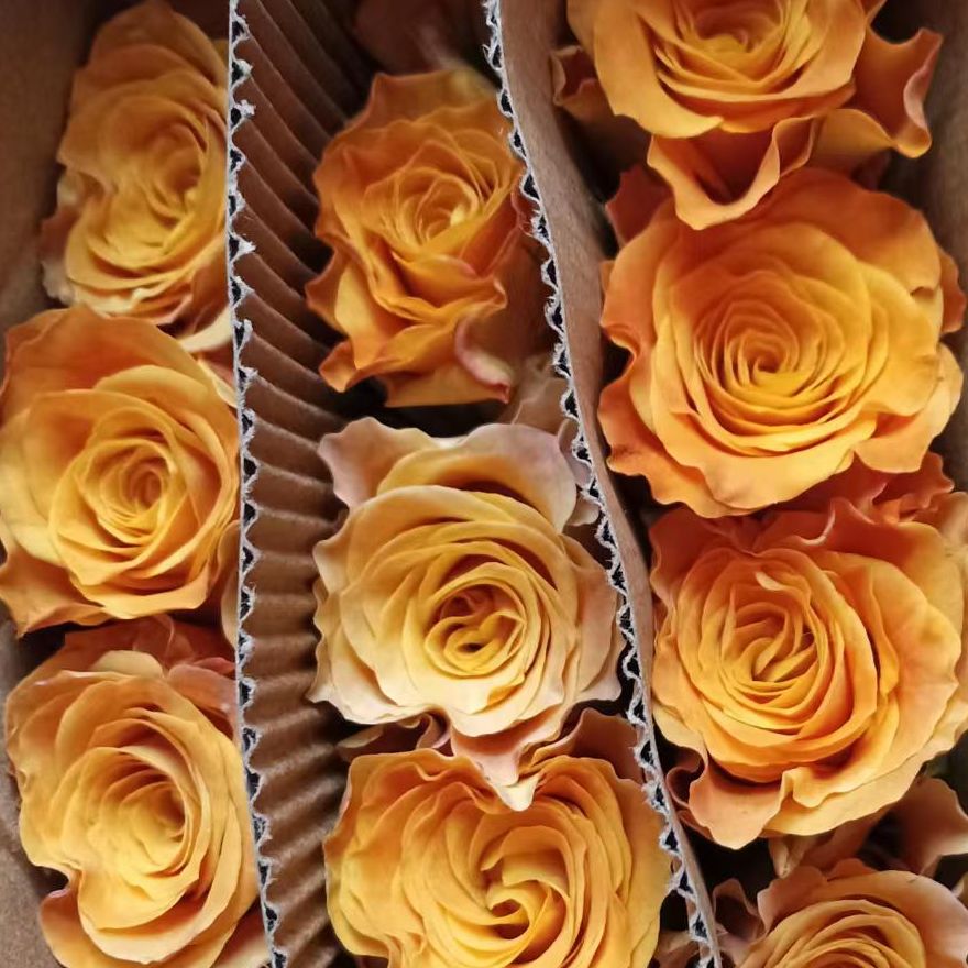 【买一送一】C级金色海岸玫瑰10支   云南基地鲜花  家养水养