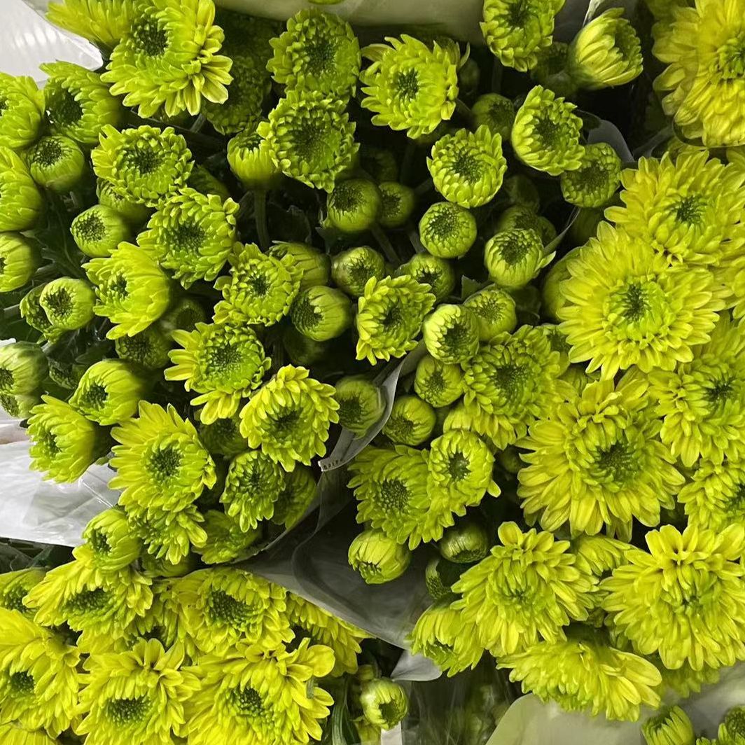 【源头一手价】绿可可小雏菊一把  花期长特别好养  云南基地鲜花  