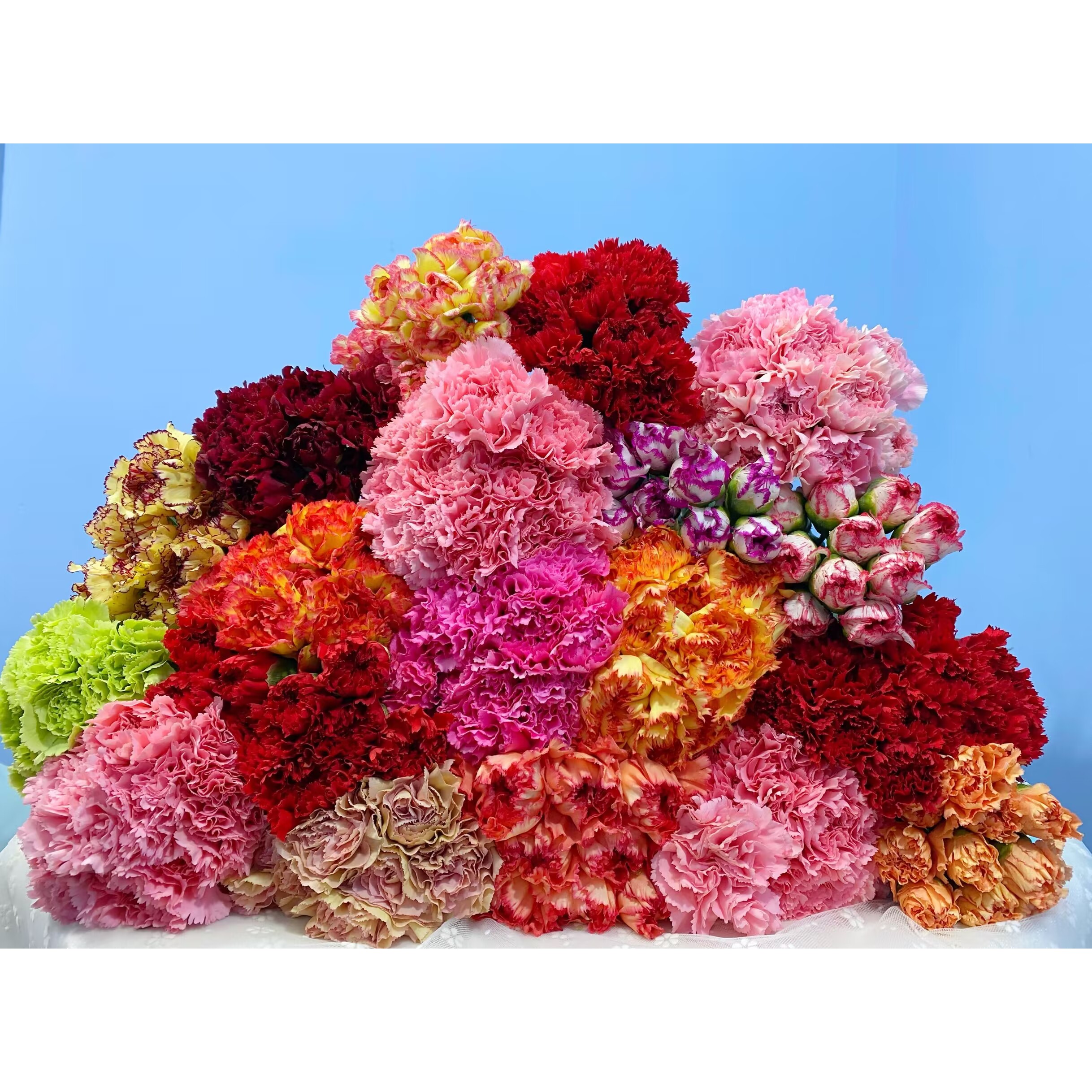 【 康乃馨  福利】 单头康乃馨   云南基地鲜花   水养