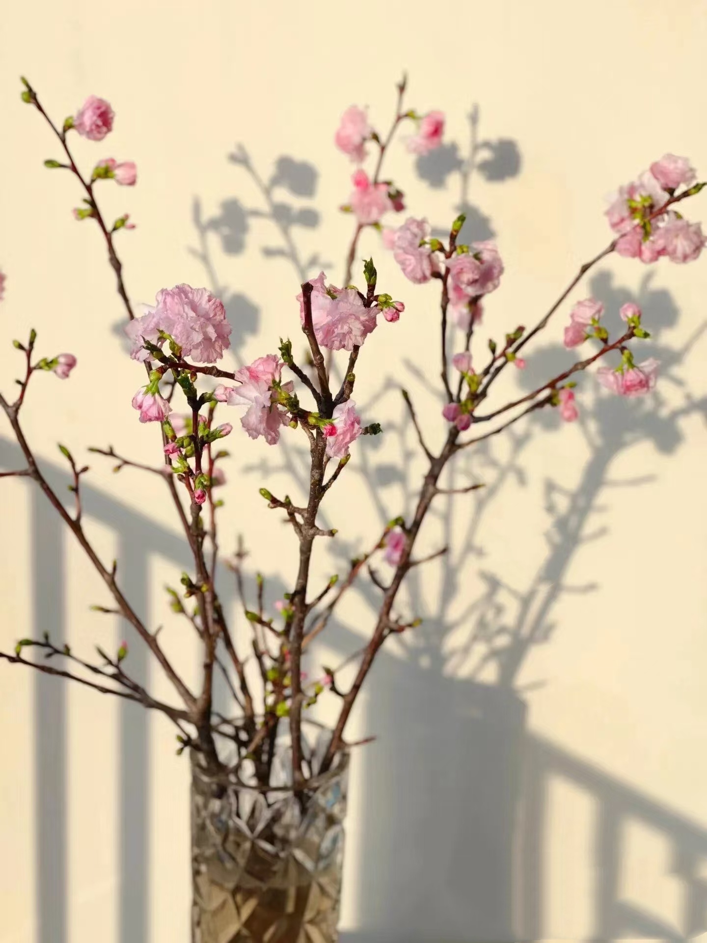 【买一送一】干支樱花  枯木逢春 遇水开花发芽 带芽发货 好养耐养